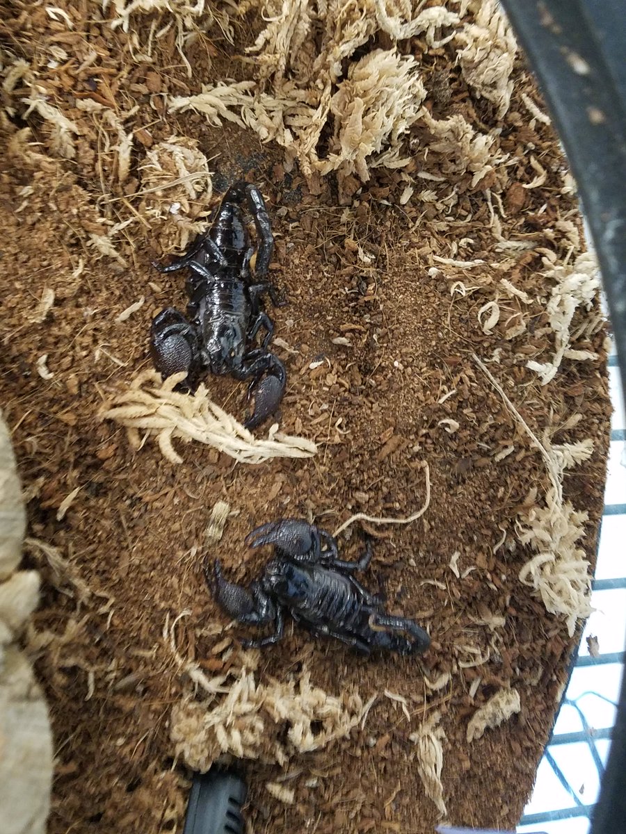 LivingShoresNH's tweet photo. Check these guys out! Like all scorpions, our Emperor Scorpions glow under UV light, which is caused by a chemical compound in their exoskeleton. Don't worry - their venom is fairly weak, and they are not considered a dangerous species of scorpion. #LivingShoresAtHome https://t.co/4gMqndDm0D