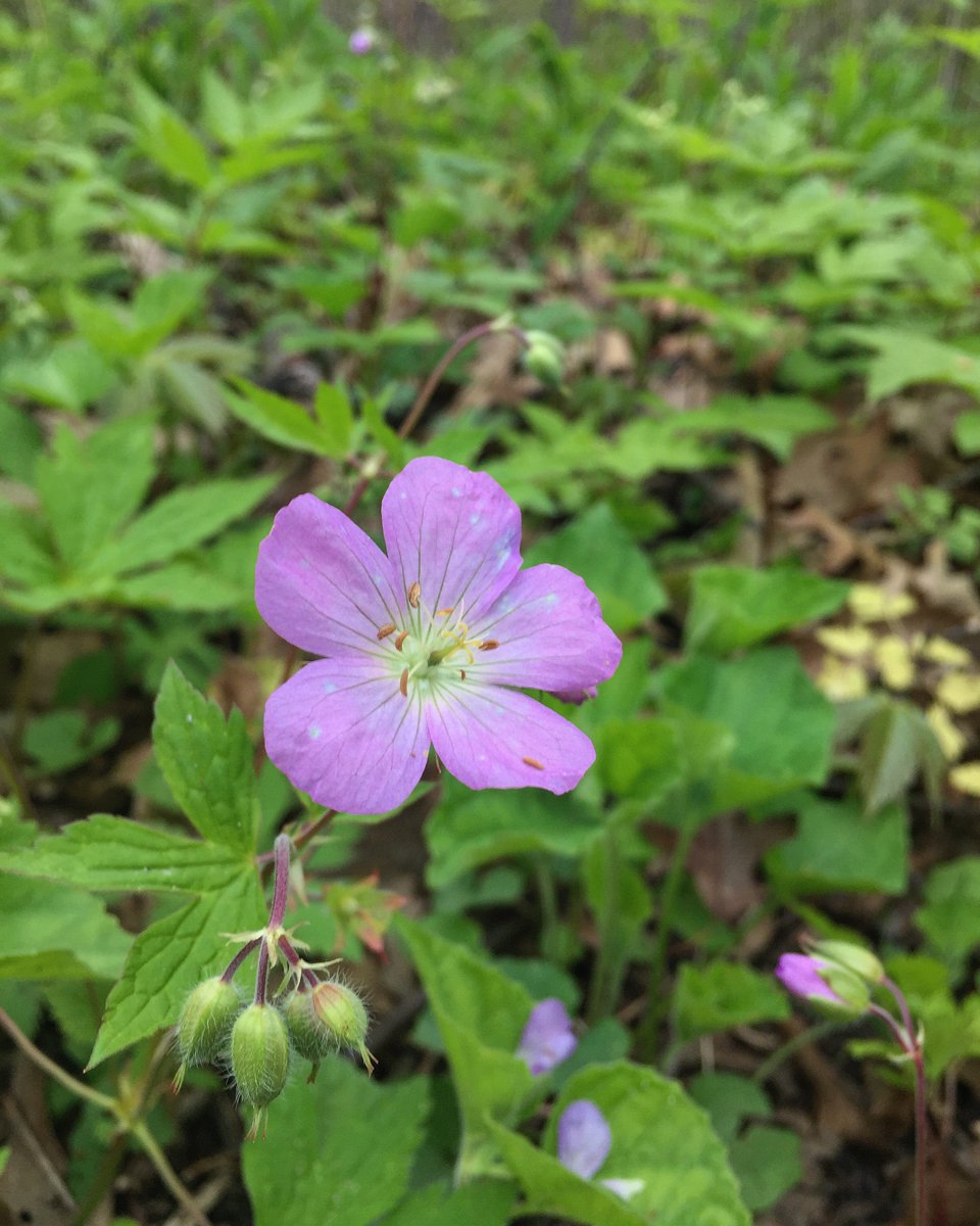 PointPeleeNP's tweet photo. A unique trait of the Wild Geranium is that it produces bright blue pollen! #DYK that folk remedies value this plant for its ability to help slow a bleeding wound when used correctly? This is a result of the large amounts of tannin in its roots! #BackyardXplorers https://t.co/VyLP3BxbFr