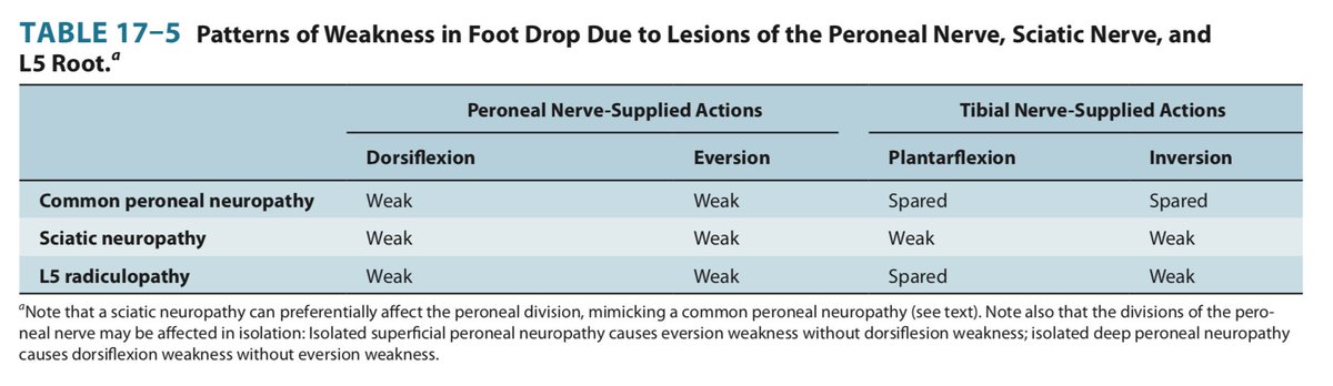 Here's a table I made for the different causes of foot drop and affected muscles from  https://www.amazon.com/Lange-Clinical-Neurology-Neuroanatomy-Localization-Based-dp-1259834409/dp/1259834409/ref=mt_paperback?_encoding=UTF8&me=&qid=158999057818/
