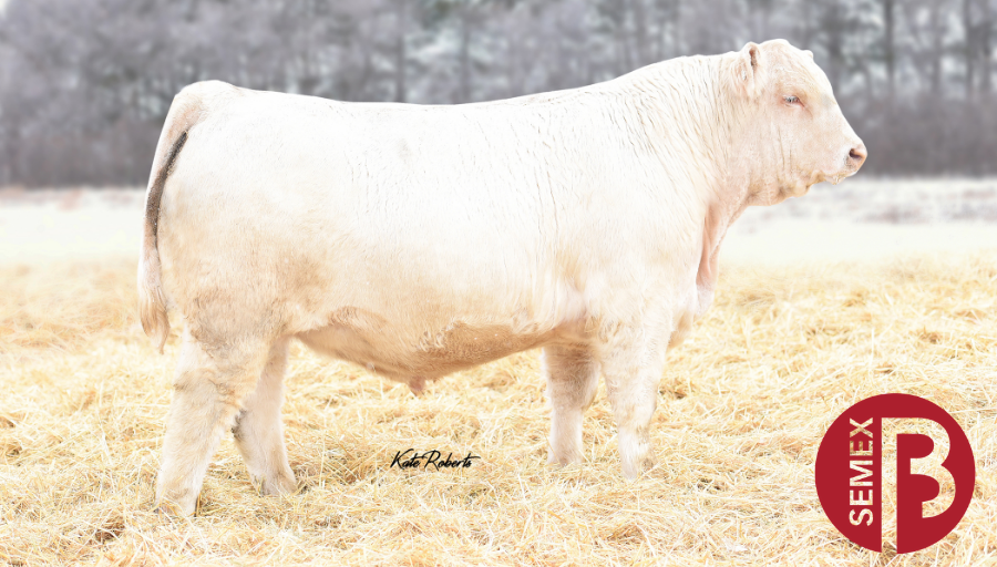 Semex's tweet photo. LT Nationwide 8455 PLD ET is a phenotypic standout from the 2019 LT Bull Sale. His dam is the noted LT Brenda donor female in the Lindskov-Thiel program. He's wide-based, powerfully outlined and stout featured.
#SemexBeef https://t.co/2E3Vzo4LiX