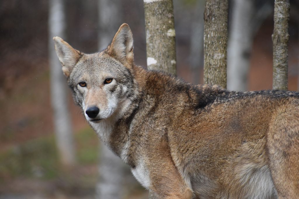 wncnaturecenter's tweet photo. We're celebrating #EndangeredSpeciesDay this week with a special look at the American Red Wolf! Head on over to Facebook to learn more about the WNC Nature Center's involvement in the American Red Wolf Species Survival Plan Breeding Program.
#RedWolfWednesday https://t.co/IifTBnrQpu