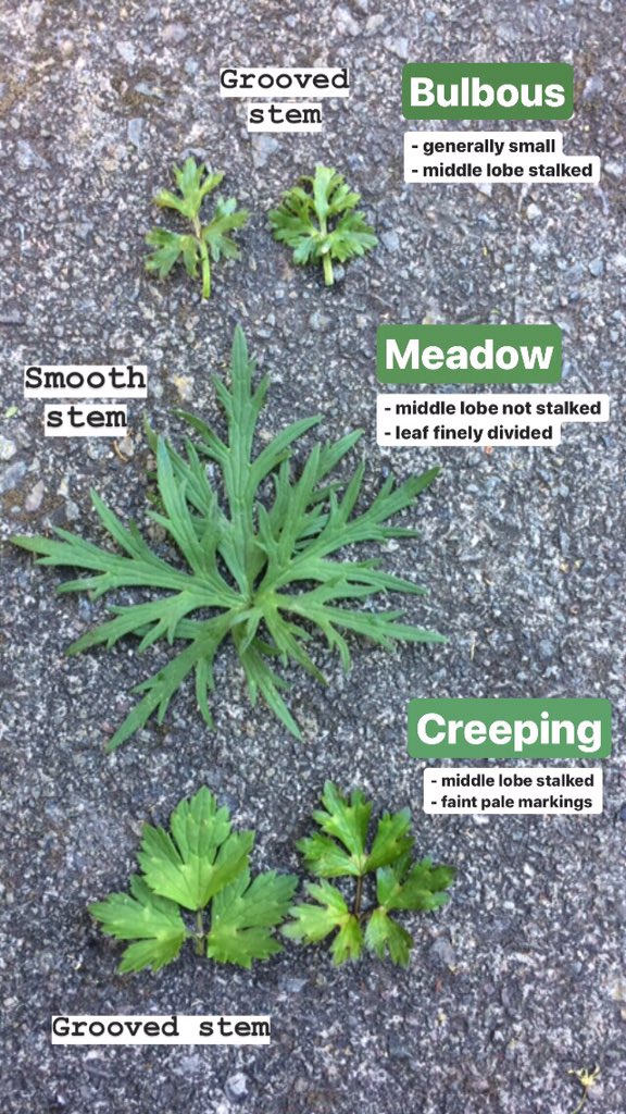 LeifBersweden's tweet photo. Do you know your bulbous buttercups from your meadow buttercups? In preparation for this week’s #wildflowerhour #buttercupchallenge on Sunday evening, here’s a little help with our three commonest species. They’re very easy really! https://t.co/5VJVStutsx