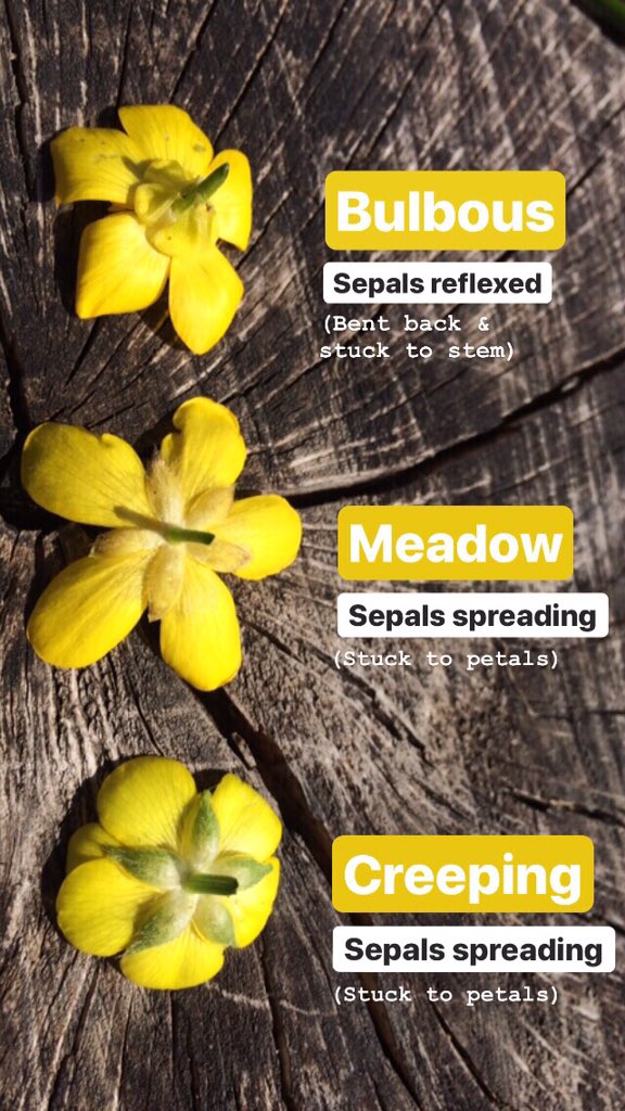 LeifBersweden's tweet photo. Do you know your bulbous buttercups from your meadow buttercups? In preparation for this week’s #wildflowerhour #buttercupchallenge on Sunday evening, here’s a little help with our three commonest species. They’re very easy really! https://t.co/5VJVStutsx