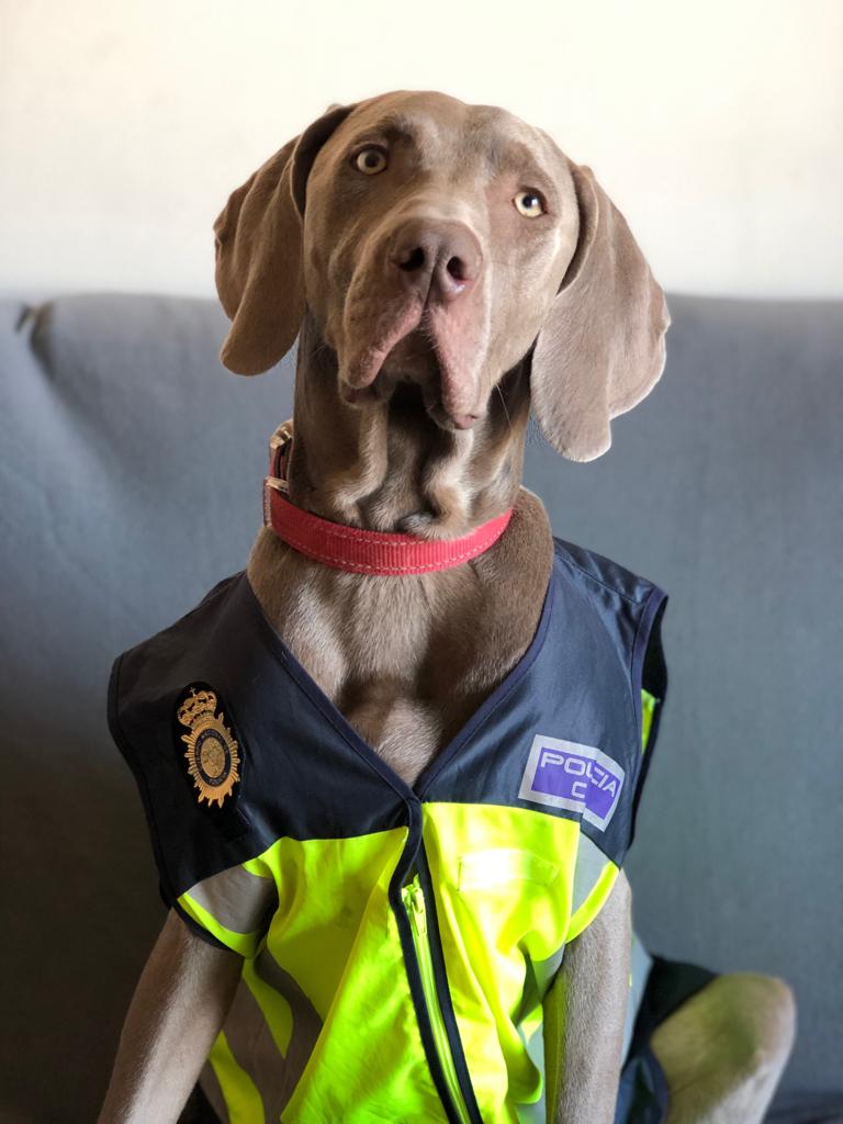Policía Nacional tweet media