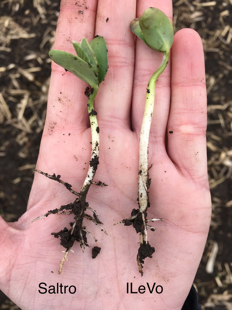 JackieKlindt's tweet photo. Starting to see a clear difference in root development when comparing Saltro vs. ILeVo in Wall Lake, IA! Imagine having a whole field of S25-V8X looking this healthy. #soybeanhealth #Saltro #NKWay @NK_W_Cornbelt @NKSeeds https://t.co/VQuSFyQECP