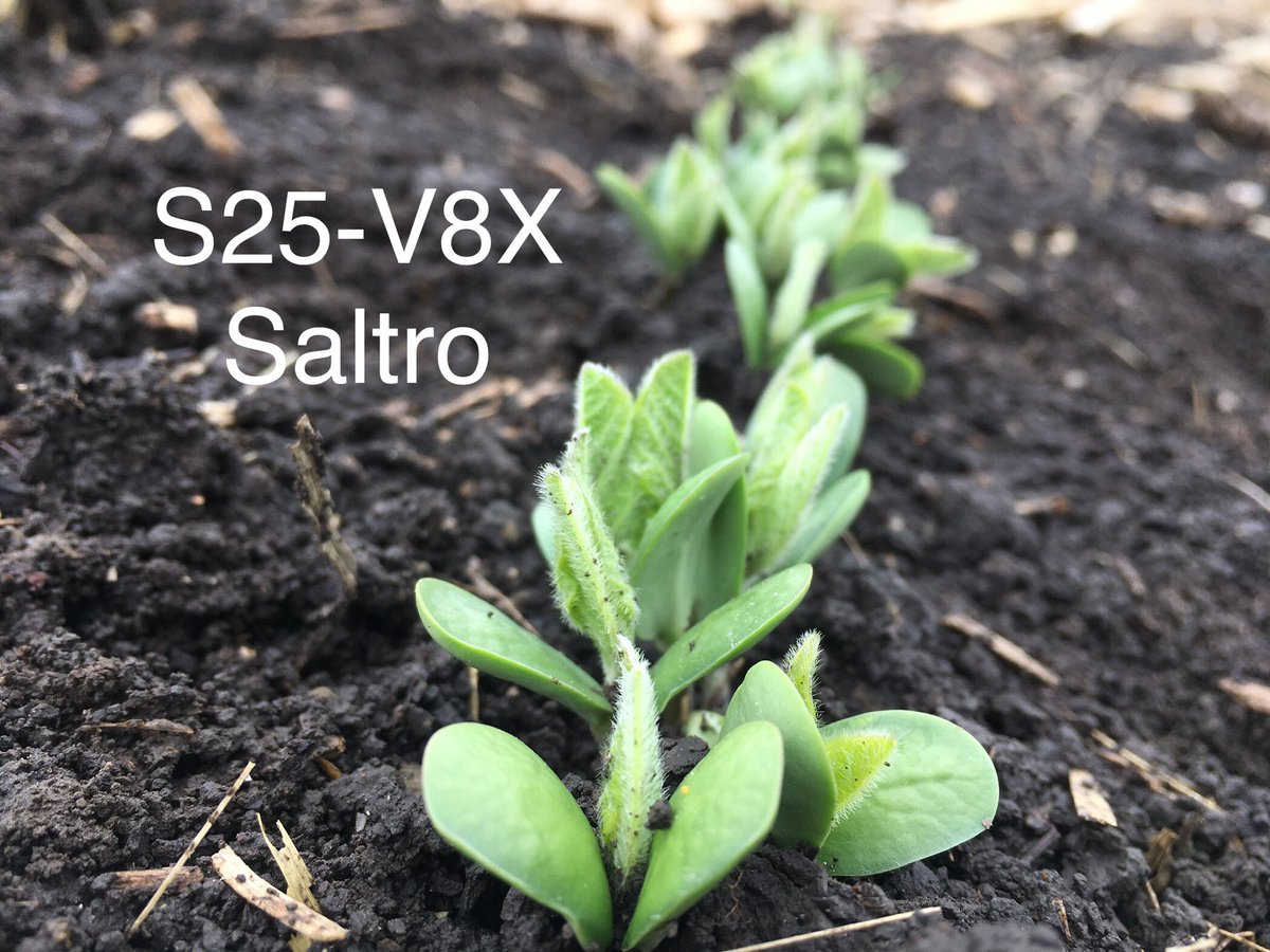 JackieKlindt's tweet photo. Starting to see a clear difference in root development when comparing Saltro vs. ILeVo in Wall Lake, IA! Imagine having a whole field of S25-V8X looking this healthy. #soybeanhealth #Saltro #NKWay @NK_W_Cornbelt @NKSeeds https://t.co/VQuSFyQECP