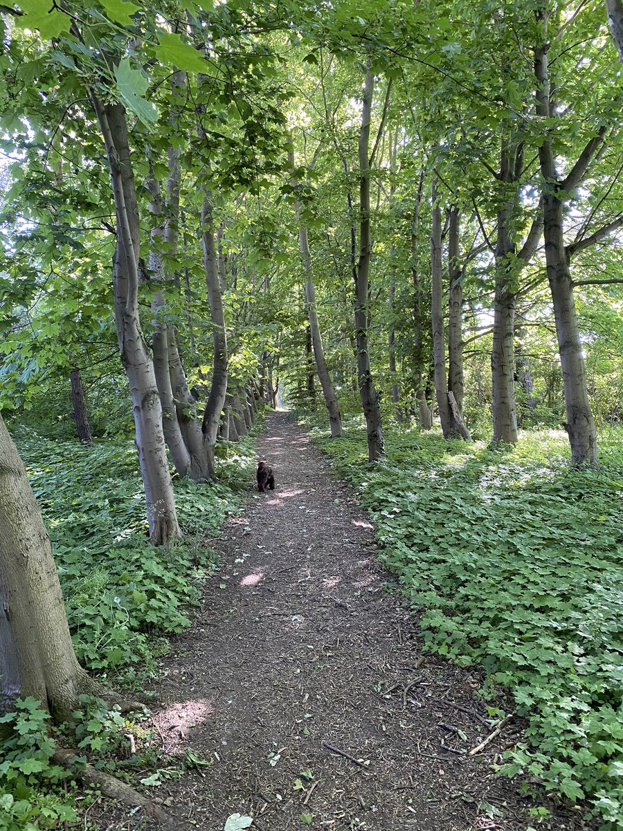 CoulingStuart's tweet photo. Woodland walking on a hot day! An act of #kindness to self and Boggle! #MentalHealthAwarenessWeek2020 #greylees https://t.co/fI2XcfCF9T
