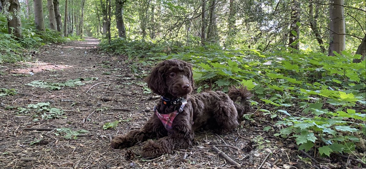 CoulingStuart's tweet photo. Woodland walking on a hot day! An act of #kindness to self and Boggle! #MentalHealthAwarenessWeek2020 #greylees https://t.co/fI2XcfCF9T