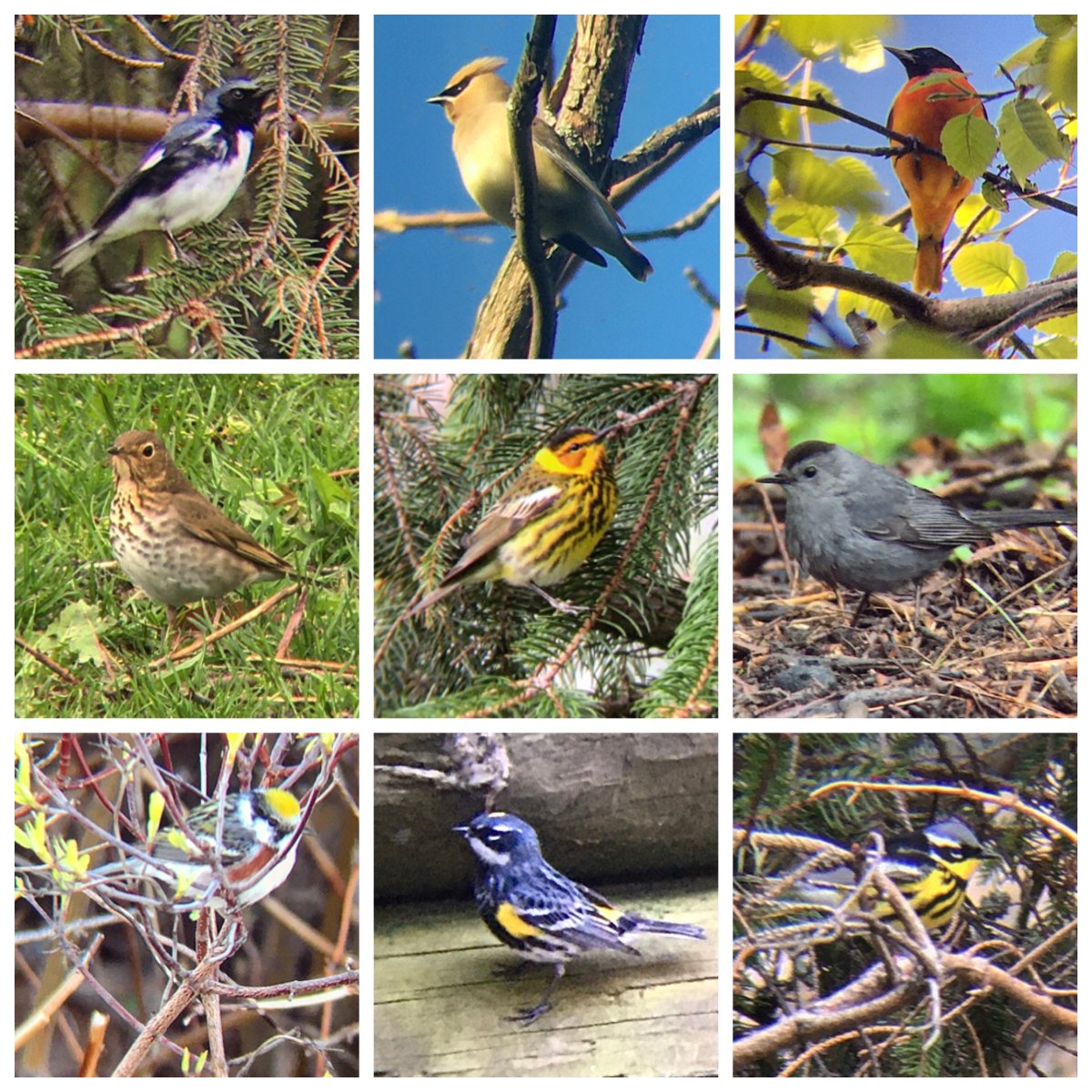 Ontario Place bird notes #29 | First Cedar Waxwings of the year! Also around this morning: Black-throated Blue Warbler, Baltimore Oriole, Swainson's Thrush, Cape May Warbler, Catbirds, Chestnut-sided Warbler, lots of Yellow-rumped Warblers, & a Magnolia Warbler  #TOBirdParty