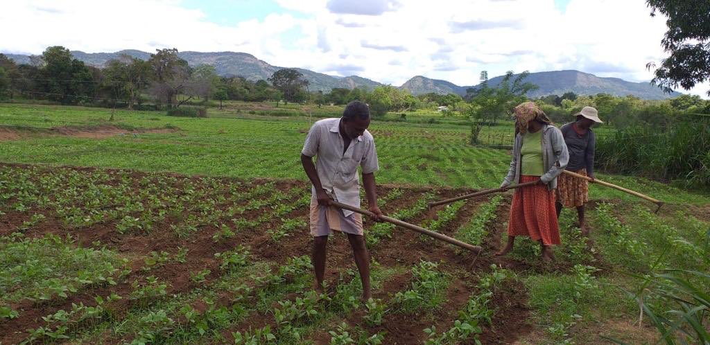 Nilushana's tweet photo. Update on our partnership with with Ceylon Biscuits Limited (CBL)

➡️ Soya for Samaposha (700 acres cultivated)
➡️ Greengram for Samaposha (600 acres cultivated)
➡️ Sticky rice for Kome biscuits (180 acres planted)
➡️ Maize for Samposha (900 acres cultivated)

#LetsGrowSL 💪 https://t.co/U1isC1kAQn