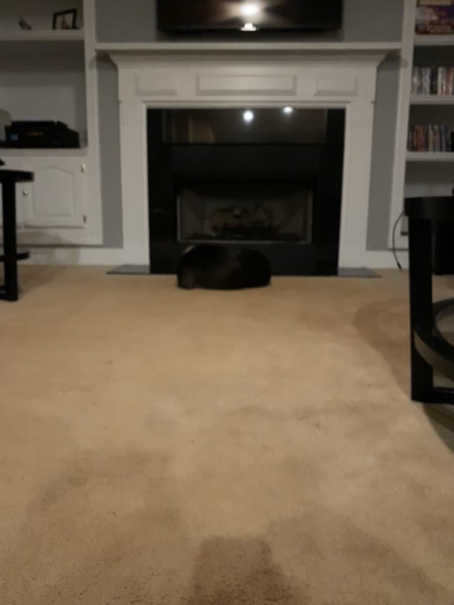 puppernutters's tweet photo. @ZombieSquadHQ Here I am werking on my camoflaz tekneek last nite - how am I doing? ~ S #ZSHQ #IBlend #dogsoftwitter https://t.co/3XFXYS40uf