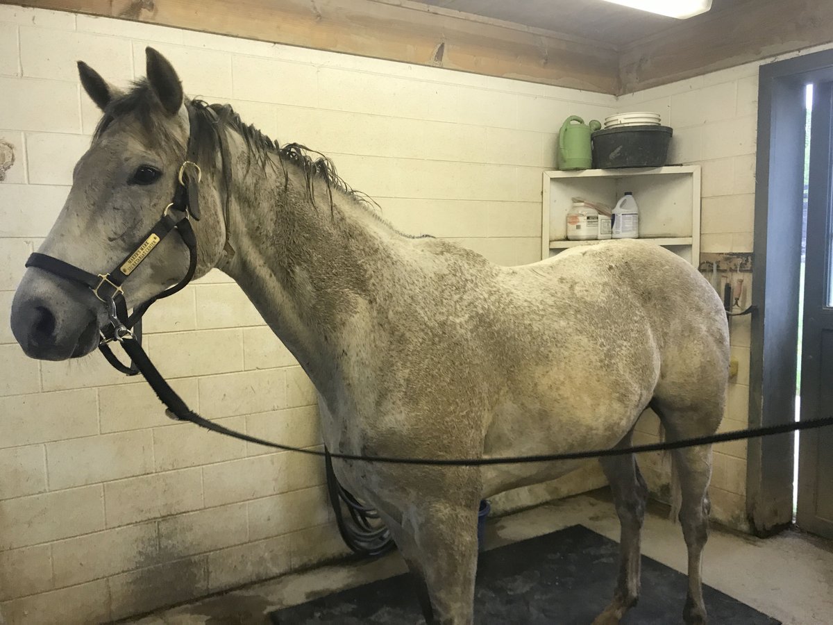 SecretariatCen1's tweet photo. Don't grey horses just love their mud? Jax had covered himself - on the day he was shipping home!๐คฆโโ๏ธBut after a thorough bath with #EspanaSilkGroomingProducts' Whitening & Brightening shampoo, he was ready to hit the road to his new person Carolyn ๐ #TeamMMSC #AdoptDontShop #OTTB https://t.co/KPFbWRetuk
