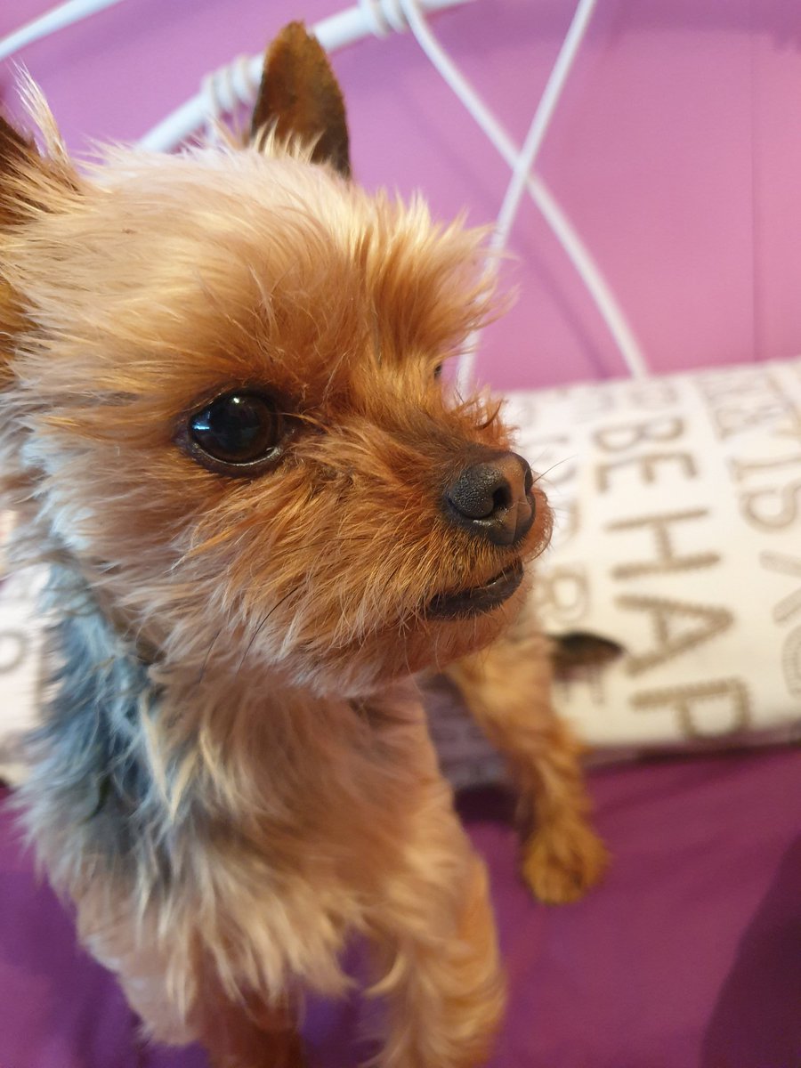 RedPixieDust1's tweet photo. @WeeMissBea Here's Minnie 🥰 https://t.co/64DPveztFa