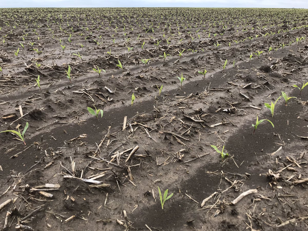 nhust84's tweet photo. Out rating commercial trials today. April 21 planting date, 14+” rainfall, cold stress.  Left = Check Right = treated #Ethos3D +3,000 plants/a, improved uniformity in emergence / growth stage. @FMCAgUS https://t.co/U4XWn6Bwb5