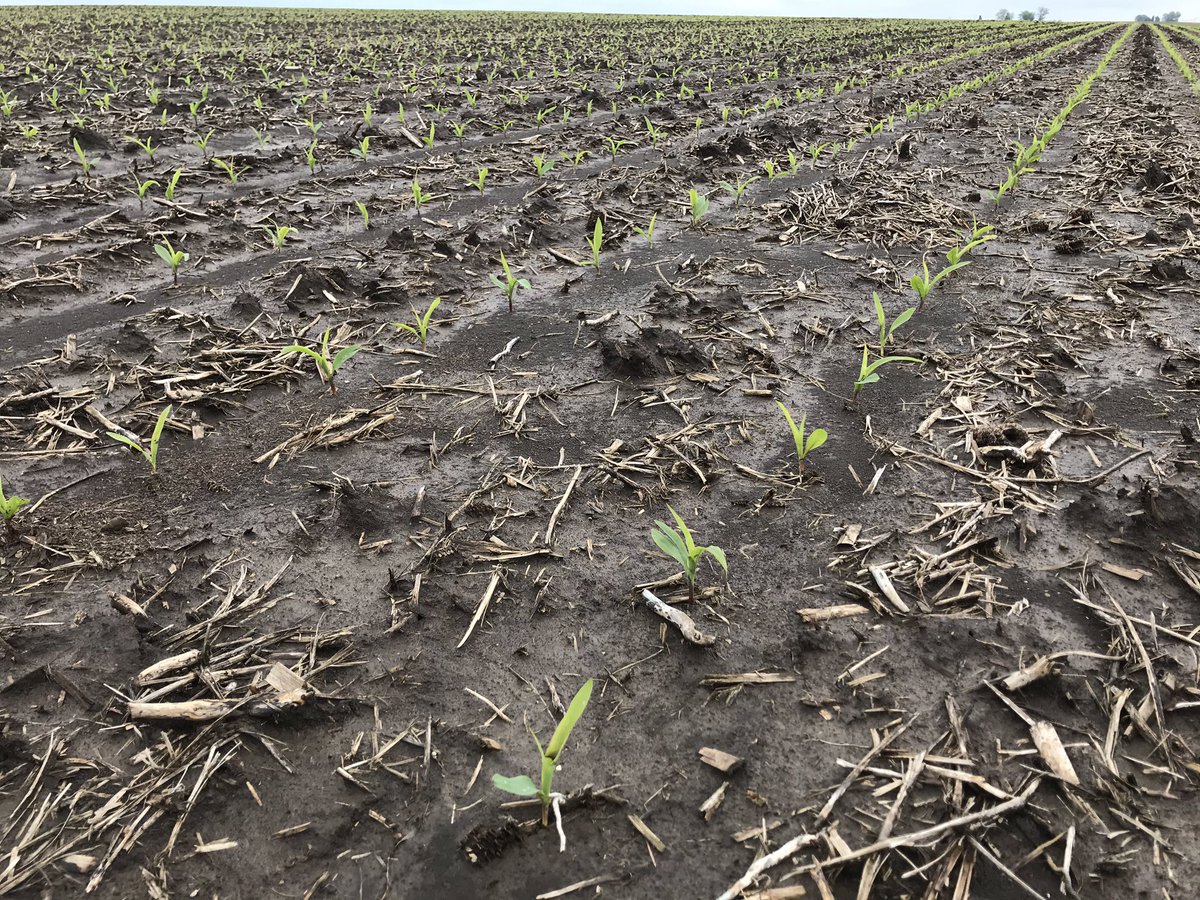 Out rating commercial trials today. April 21 planting date, 14+” rainfall, cold stress.  Left = Check Right = treated #Ethos3D +3,000 plants/a, improved uniformity in emergence / growth stage. <a href="/FMCAgUS/">FMC Ag US</a>