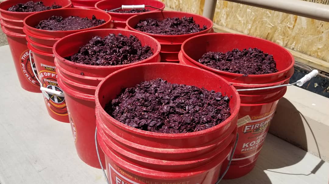 GrapeExNV's tweet photo. "Cake" for the Master Gardeners composting program. πβ»οΈπ #mastergarders #compost #recycle #giveback #grapemust #winemaking #winery #grapeexpectations #vegaslocal #hendersonlocal https://t.co/za8sz4QNBr