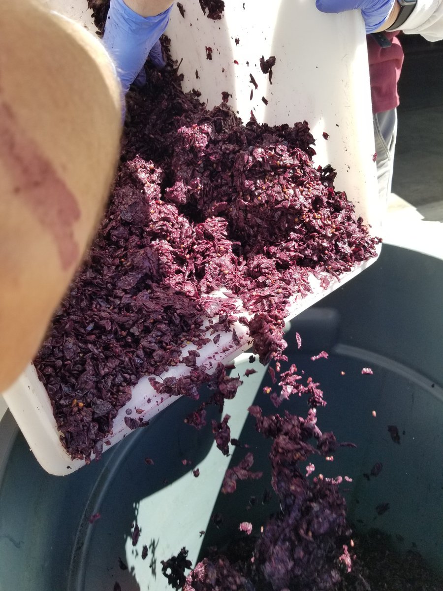 GrapeExNV's tweet photo. "Cake" for the Master Gardeners composting program. πβ»οΈπ #mastergarders #compost #recycle #giveback #grapemust #winemaking #winery #grapeexpectations #vegaslocal #hendersonlocal https://t.co/za8sz4QNBr