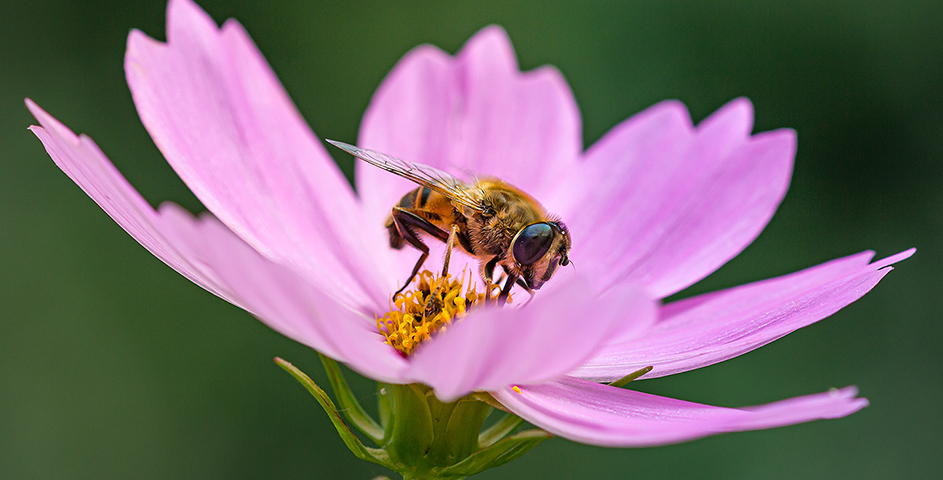 bee resting on a flower