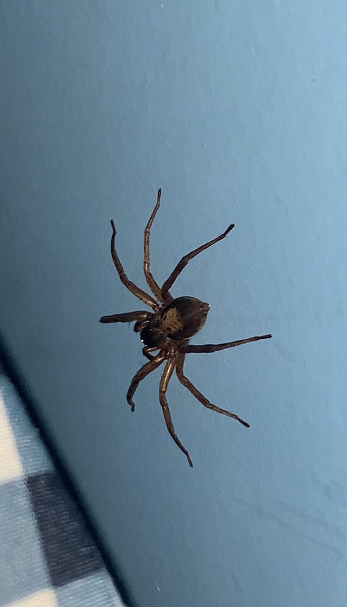 iMorsa's tweet photo. Que araña es esta @Arachno_Cosas ? https://t.co/WbmgcFdHOk