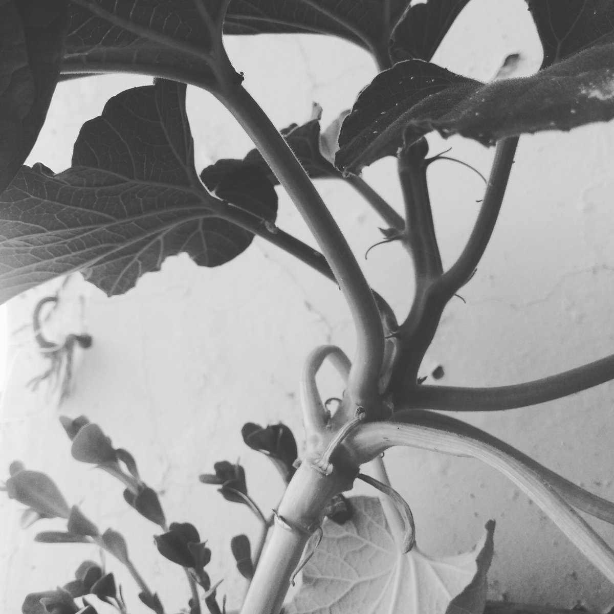 As you're locked indoor for long spans of time, making the space greener is most certainly going to make it more tolerable. What's more- it's endlessly fascinating to watch how they grow, each one so unique.