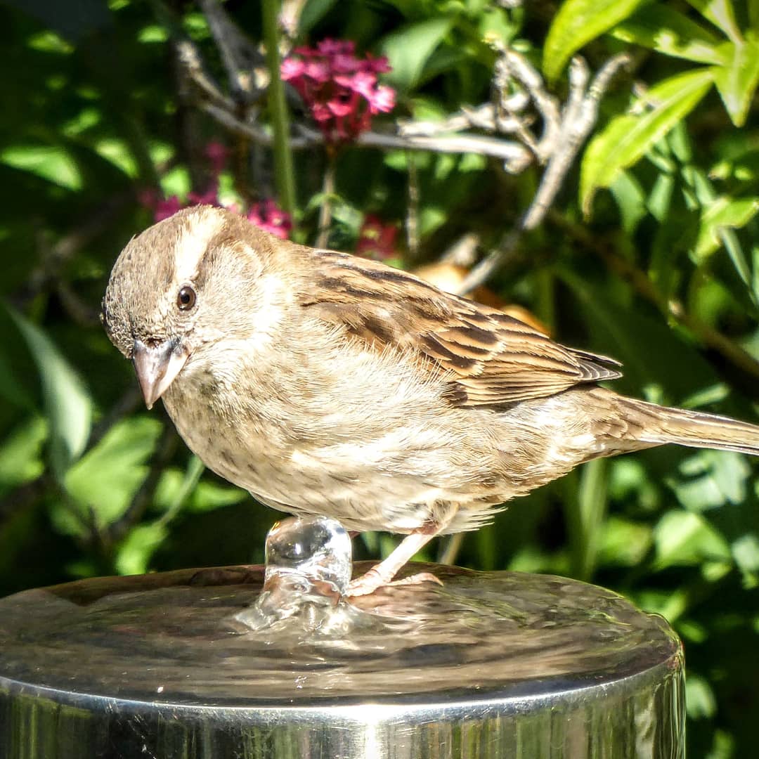 tismenic70's tweet photo. Spuggies 🤗
#sparrows #bathtime #spuggies #springwatch #RSPB https://t.co/vMjZKbcQEg