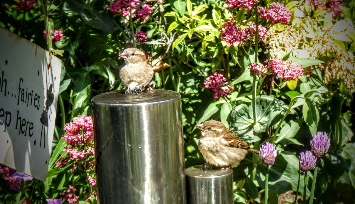 tismenic70's tweet photo. Spuggies 🤗
#sparrows #bathtime #spuggies #springwatch #RSPB https://t.co/vMjZKbcQEg