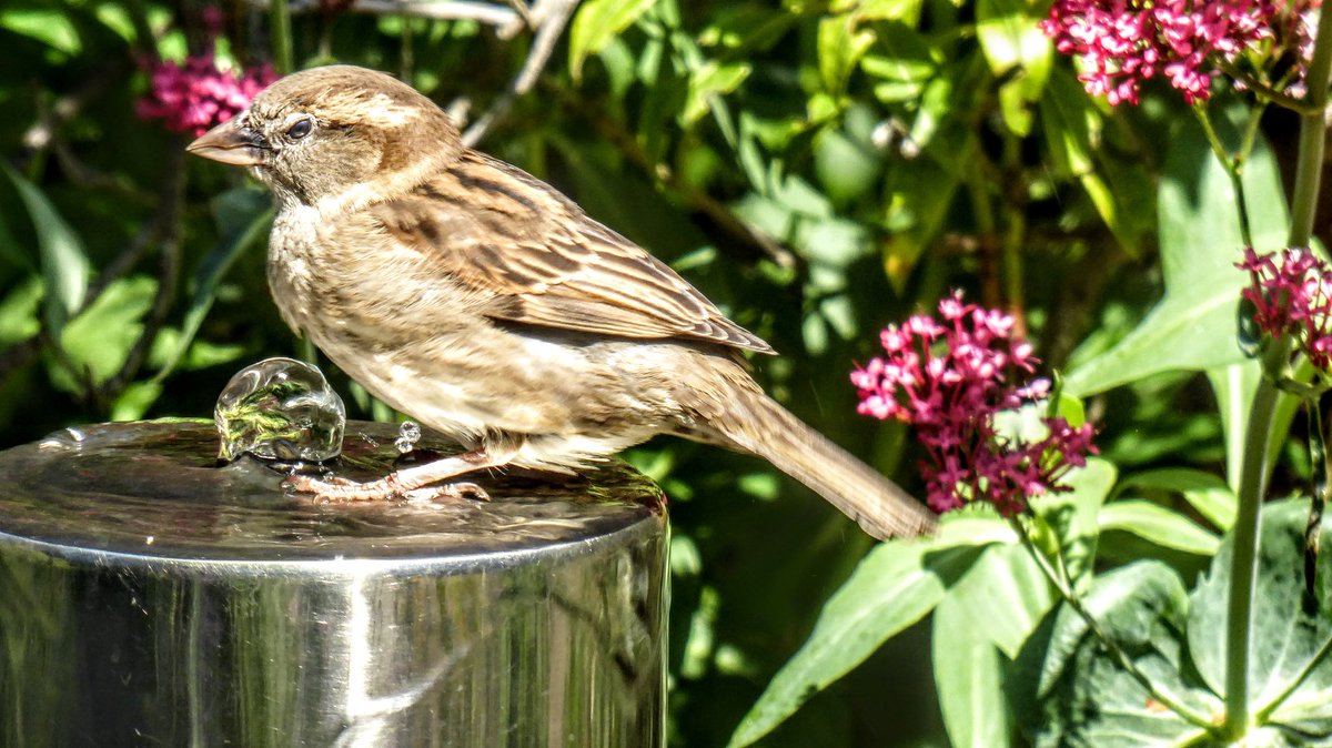 tismenic70's tweet photo. Spuggies 🤗
#sparrows #bathtime #spuggies #springwatch #RSPB https://t.co/vMjZKbcQEg
