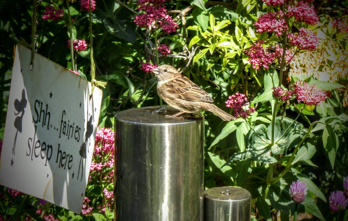 tismenic70's tweet photo. Spuggies 🤗
#sparrows #bathtime #spuggies #springwatch #RSPB https://t.co/vMjZKbcQEg