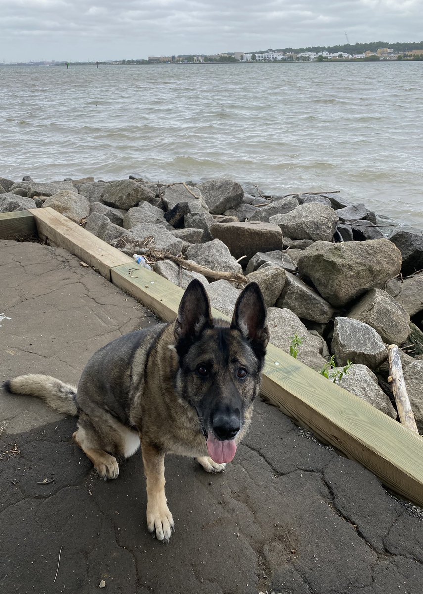 K9Fyba's tweet photo. Hello frans! Today is adventure day with dad! https://t.co/Ywvmwg9vVt