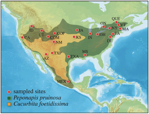 lopezuribelab's tweet photo. 2) This #squashbee species expanded its range across North America, beyond the range of its wild host (C. foetidissima), following pumpkin/squash (C. pepo & others) domestication!🎃
Figure: @mmlopezu et al. 2016, https://t.co/Nmf5CreASI
#FavoriteBee #AbelhaFavorita #WorldBeeDay https://t.co/iuUVN3h0ye