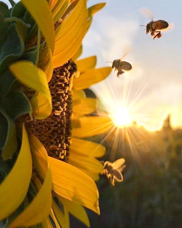 GIUCFUENTES's tweet photo. Es imposible explicar la belleza de esta foto. Gracias por todo queridas amigas. 
#díamundialdelasabejas 🌻🐝 https://t.co/RNIztIGItS