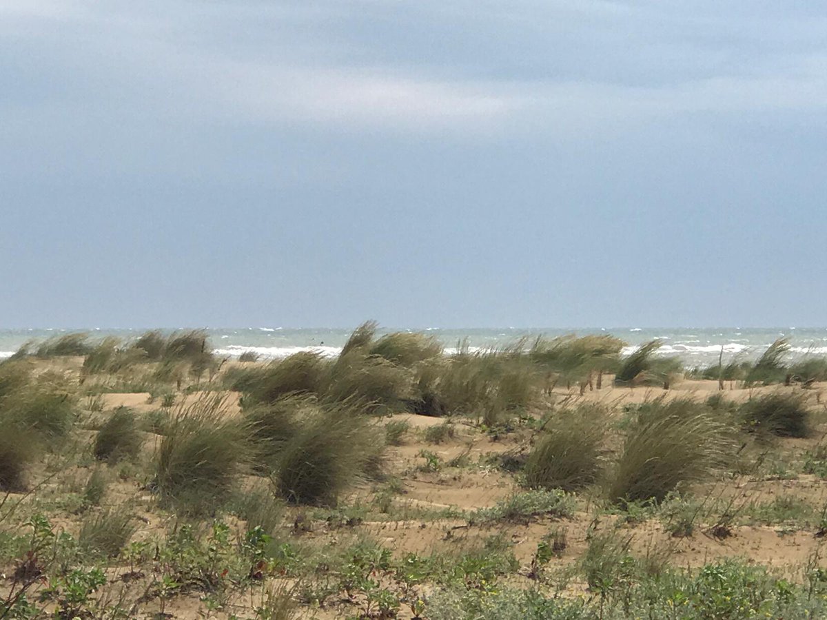 LIFE_REDUNE's tweet photo. Vento, sabbia, piante! E un piccolo aiuto da LIFE REDUNE 😉
Ecco come la natura si è ripresa dai danni della #mareggiata del 12 Novembre scorso sulla spiaggia di #capalonga di @Comune_SMT
FORZA DUNE!!!
@rispettaledune, #ledunesonovivenonucciderle #psammofile https://t.co/iEd6BwpYXm