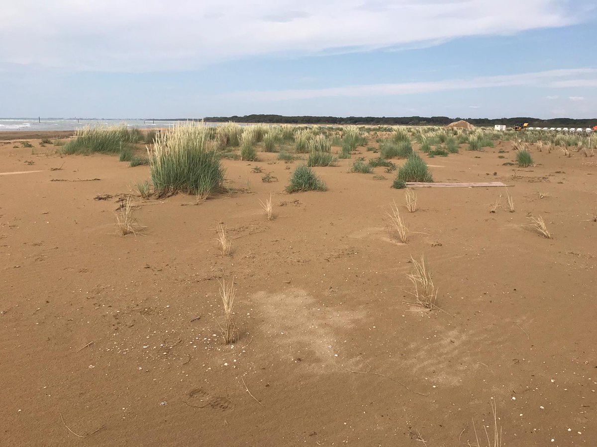 LIFE_REDUNE's tweet photo. Vento, sabbia, piante! E un piccolo aiuto da LIFE REDUNE 😉
Ecco come la natura si è ripresa dai danni della #mareggiata del 12 Novembre scorso sulla spiaggia di #capalonga di @Comune_SMT
FORZA DUNE!!!
@rispettaledune, #ledunesonovivenonucciderle #psammofile https://t.co/iEd6BwpYXm