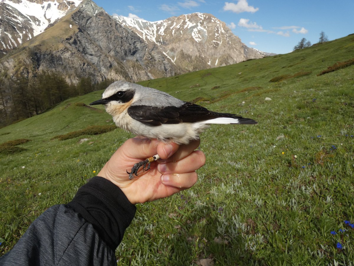 MarthaMariaSan's tweet image. Highlight of the first week! 1st trapped #wheatear with #geolocator. Also great: bycatch whinchat, flocks of crossbill, flirting rock ptarmigans, black grouses and rock partridges.