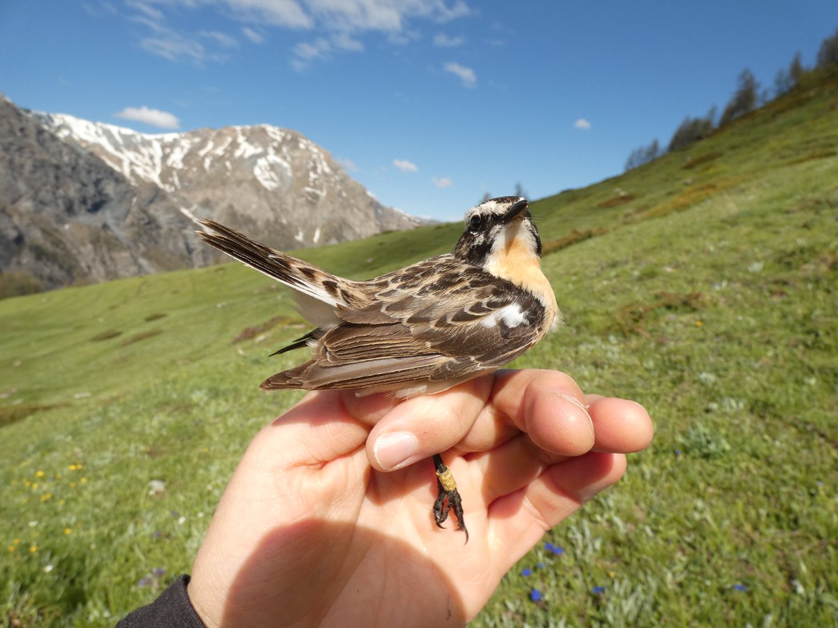 MarthaMariaSan's tweet image. Highlight of the first week! 1st trapped #wheatear with #geolocator. Also great: bycatch whinchat, flocks of crossbill, flirting rock ptarmigans, black grouses and rock partridges.