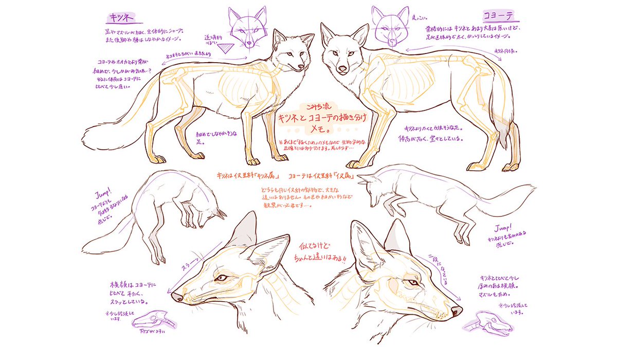 お絵かき講座パルミー 似ている動物の描き方まとめ 種類が違う動物を描き分けるポイントを学びましょう 灬 W 灬 T Co U59mh04lcz お絵かき講座パルミー 似ている動物の描き方まとめ 種類が違う動物を描き分けるポイントを学びましょう 灬 W 灬 T Co U59mh04lcz