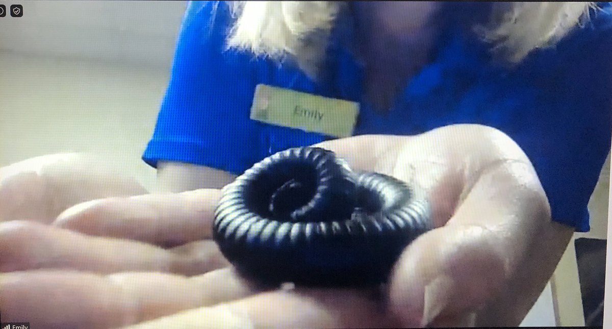 CES_MrsDecker's tweet photo. When you can’t go to the FW Children’s Zoo, they come to you! All @CEScoyotes 2nd gr Ss enjoyed a Zoom visit from Emily &amp; the Zoo Mobile on the last day of school. We had an awesome time learning about creeping, crawling, &amp; flying zoo animals!Thank you @lincolnfingroup!#SACSPride https://t.co/pxJ4SuUDAj