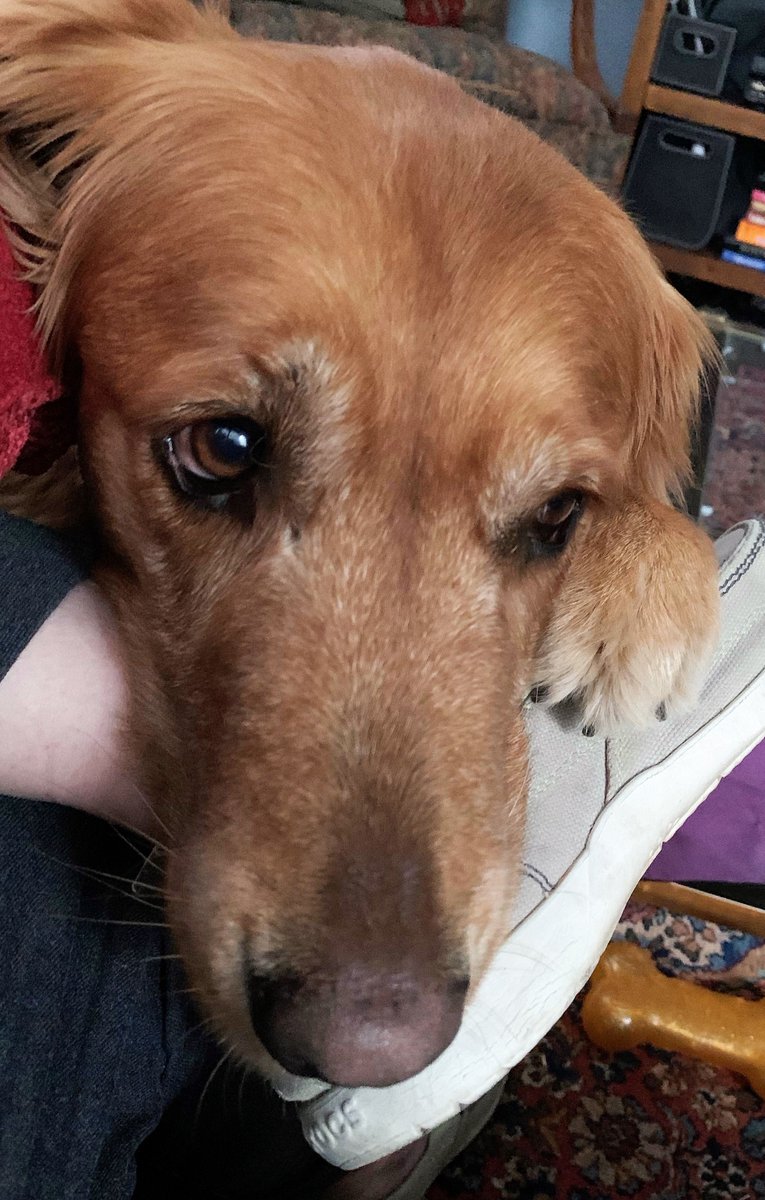 TarrantCountyDA's tweet photo. Happy National Dog Rescue Day from our favorite rescue, our emotional support canine, Brady!
#DADog https://t.co/xPqtDQ6wUq