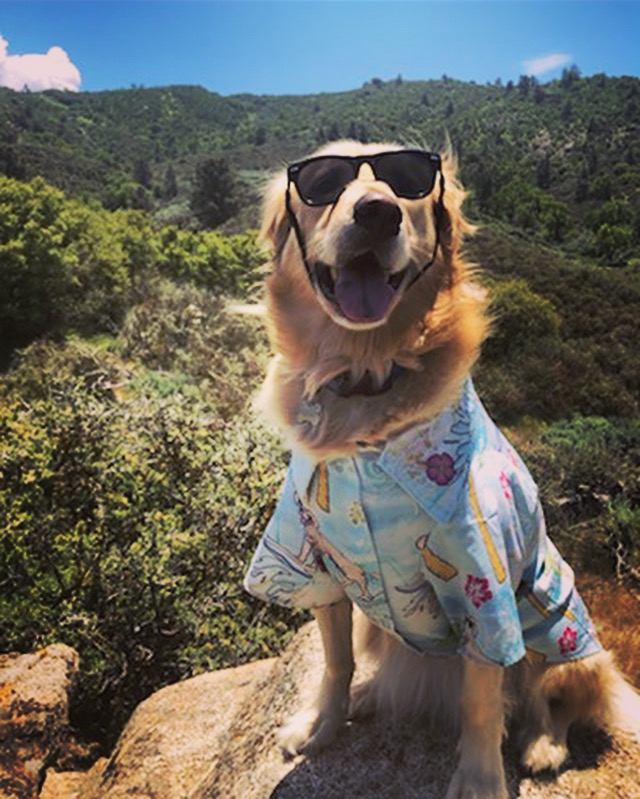 It’s National #rescuedogday 🐕 So basically another day about me and all of my friends 😎