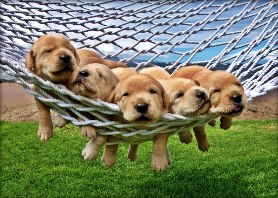 WeLoveDogsUSA's tweet photo. Hammock Puppies--Safe, Sleepy, &amp; Happy https://t.co/L3mC2Q1ZE3