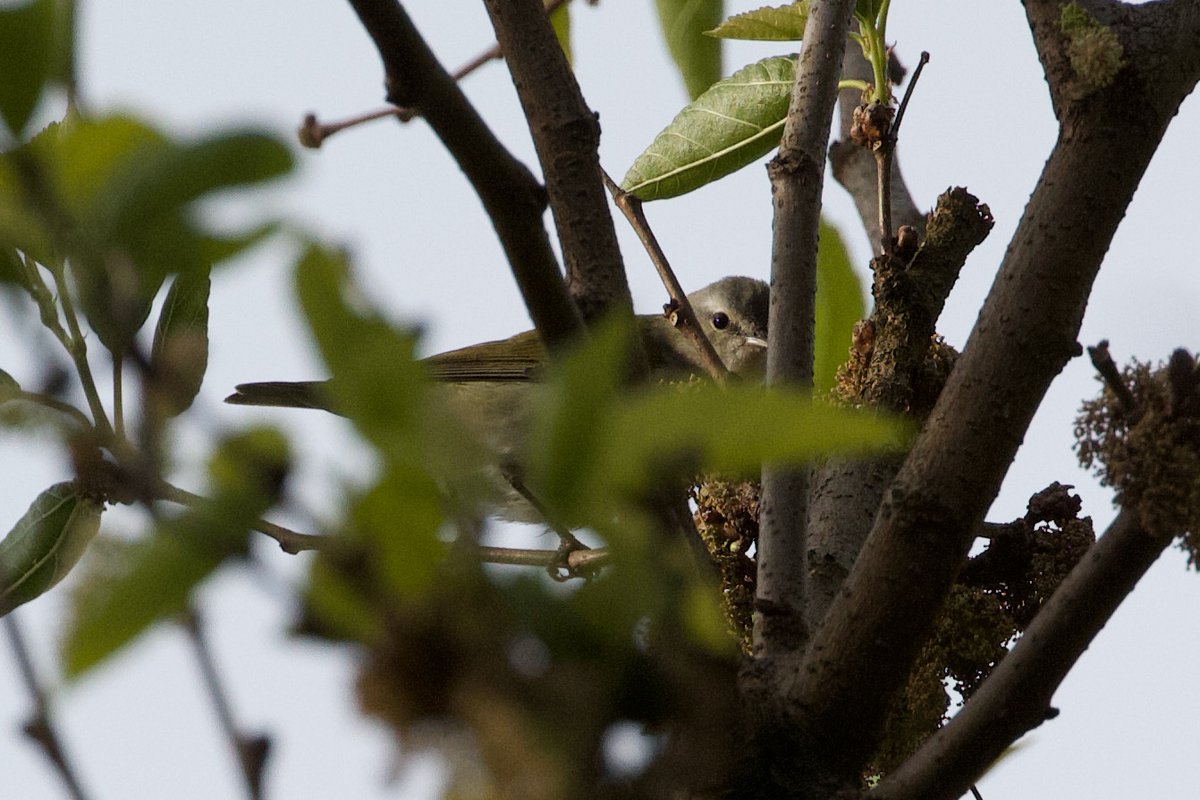 Finally found a Tennessee willing to grace me with a good look! Next to the boathouse cafe. He was far less generous about being photographed...
It was another good morning for practicing song ids in the ramble. Not many birds, but those around were very vocal! #birdcp