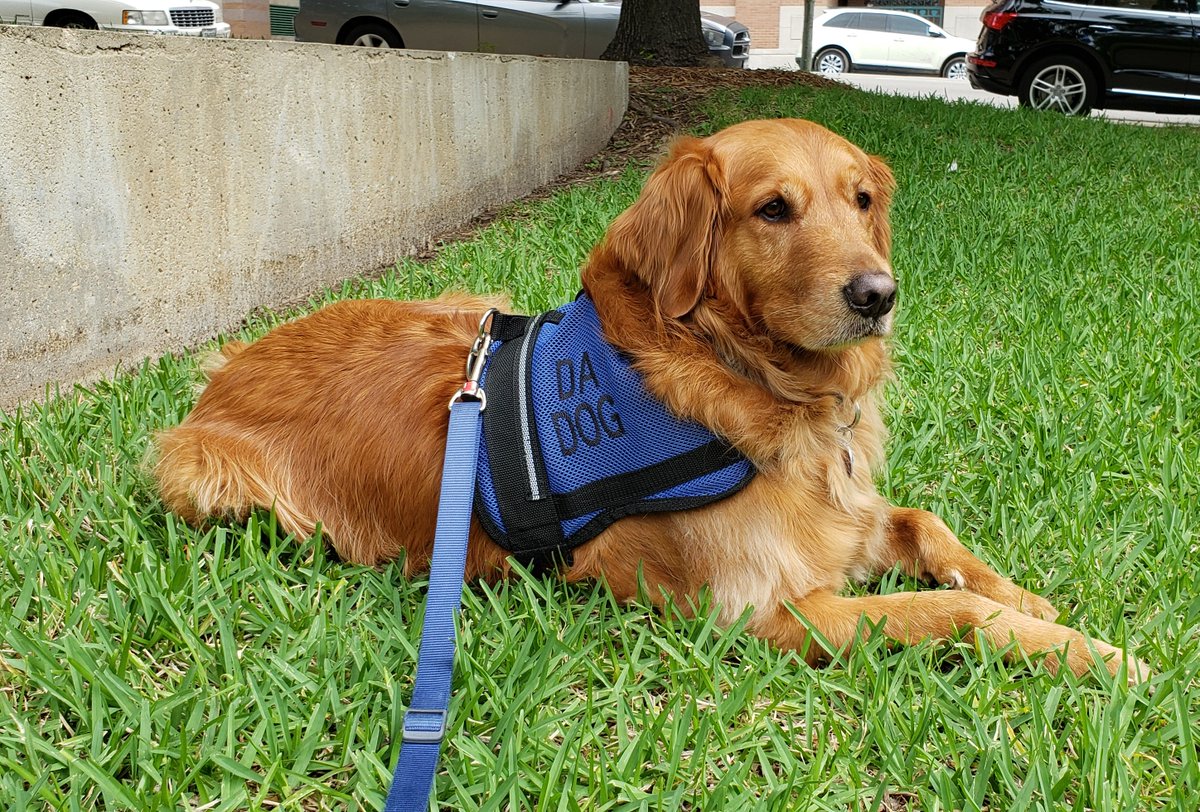 TarrantCountyDA's tweet photo. Happy National Dog Rescue Day from our favorite rescue, our emotional support canine, Brady!
#DADog https://t.co/xPqtDQ6wUq
