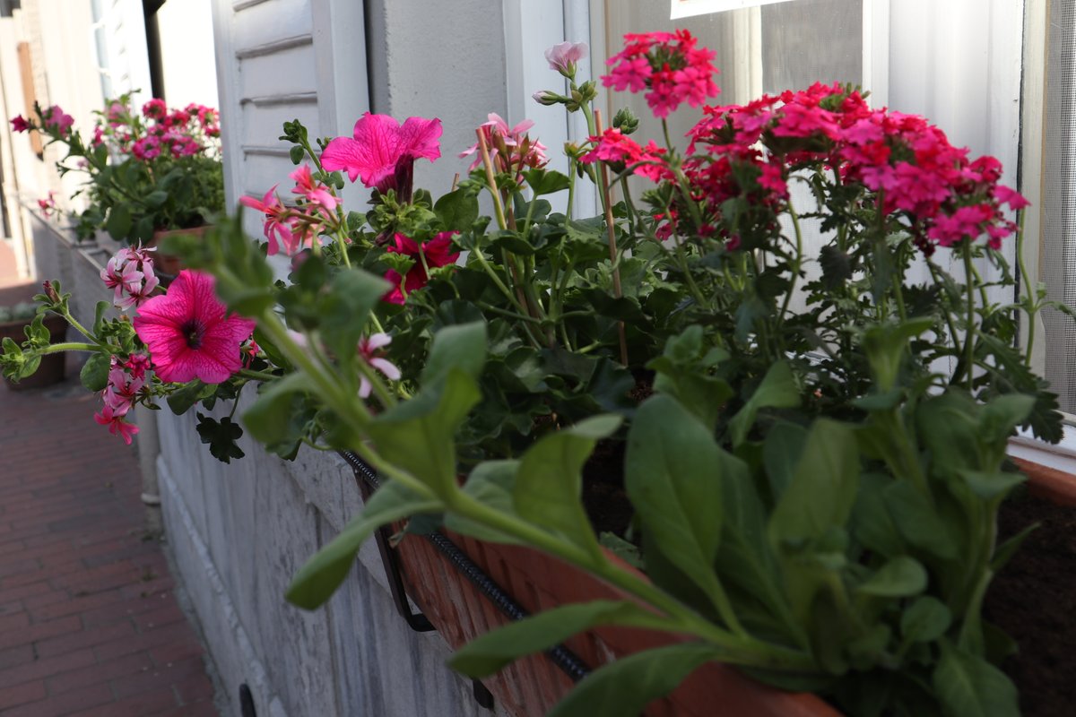 TalbotHousTubby's tweet photo. Tomorrow, Talbot House will be officially reopened. Our gardener Juan is making sure the House looks great for this historic occasion. Thanks for your support
Help us to close the final gab of our crowdfund with just 1% left to go. #standwithTalbotHouse
https://t.co/CbevXdlXeW https://t.co/gXrWCYhSs7