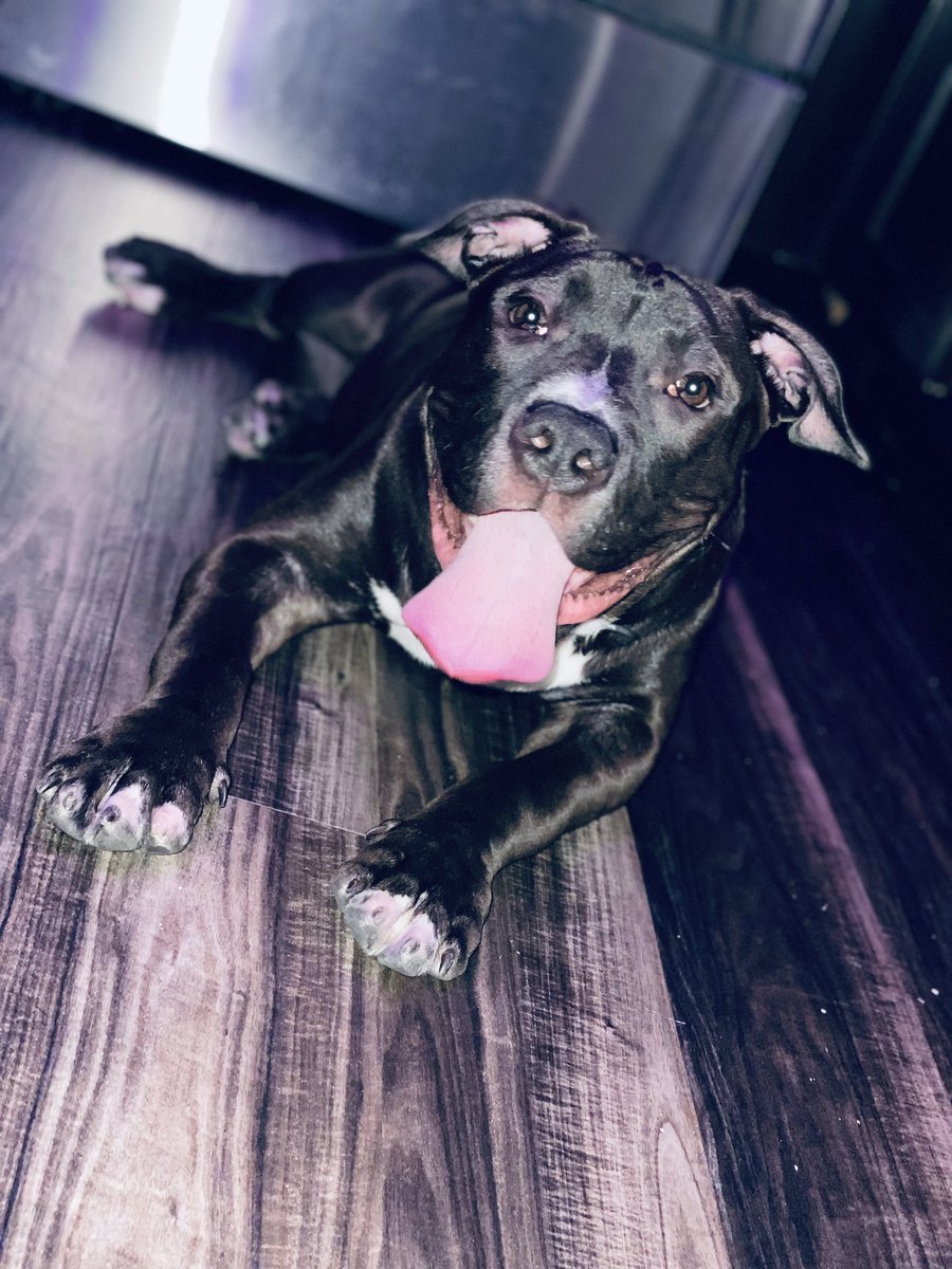 BullyRoman's tweet photo. 🥰 #americanbully #bully #mybabydog https://t.co/wjUhS0VvXQ