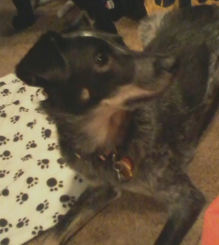 ShilohArias's tweet photo. @kshumanesociety Tinker Grace! Our 2nd rescue. Our first was Cassie-Mae. She was with us for 15 beautiful years. Tinky is just as special and I hope she's with us for many years to come. #RescuedIsMyFavoriteBreed https://t.co/ZeWd4phbNM