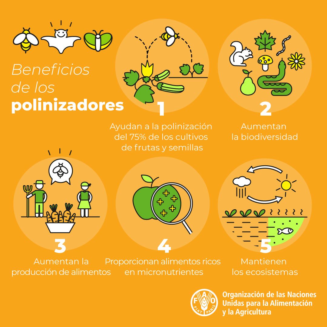 FAOenEspanol's tweet photo. Gracias a las #abejas y otros #polinizadores tenemos...

🍏Más alimentos
🍒Mejores alimentos
🌸Más #biodiversidad 

¡Las abejas y otros polinizadores son nuestros aliados para lograr un mundo sin hambre!

#DíaMundialDeLasAbejas https://t.co/fEANUppc07