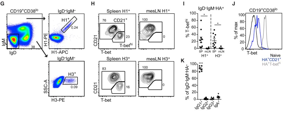 mmw_lmw's tweet photo. #Tbet Resolves #Memory_B_Cell_Subsets | Distinct Tissue Distributions and Antibody Specificities in Mice and Humans | #SpleenResident | Mike Cancro @Penn @ImmunityCP https://t.co/8hMPeXP1BY https://t.co/zFzA09Plyd