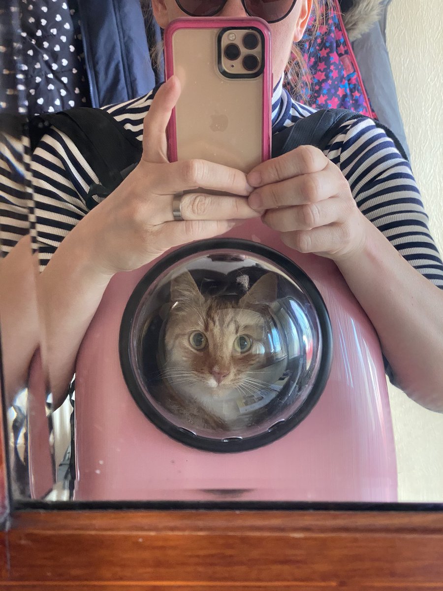 Daisyd0000's tweet photo. if the cat insists on coming on the school run then he travels safely #catastronaut #catspaceship #catdoesntknowhesacat https://t.co/hlqY1166I3