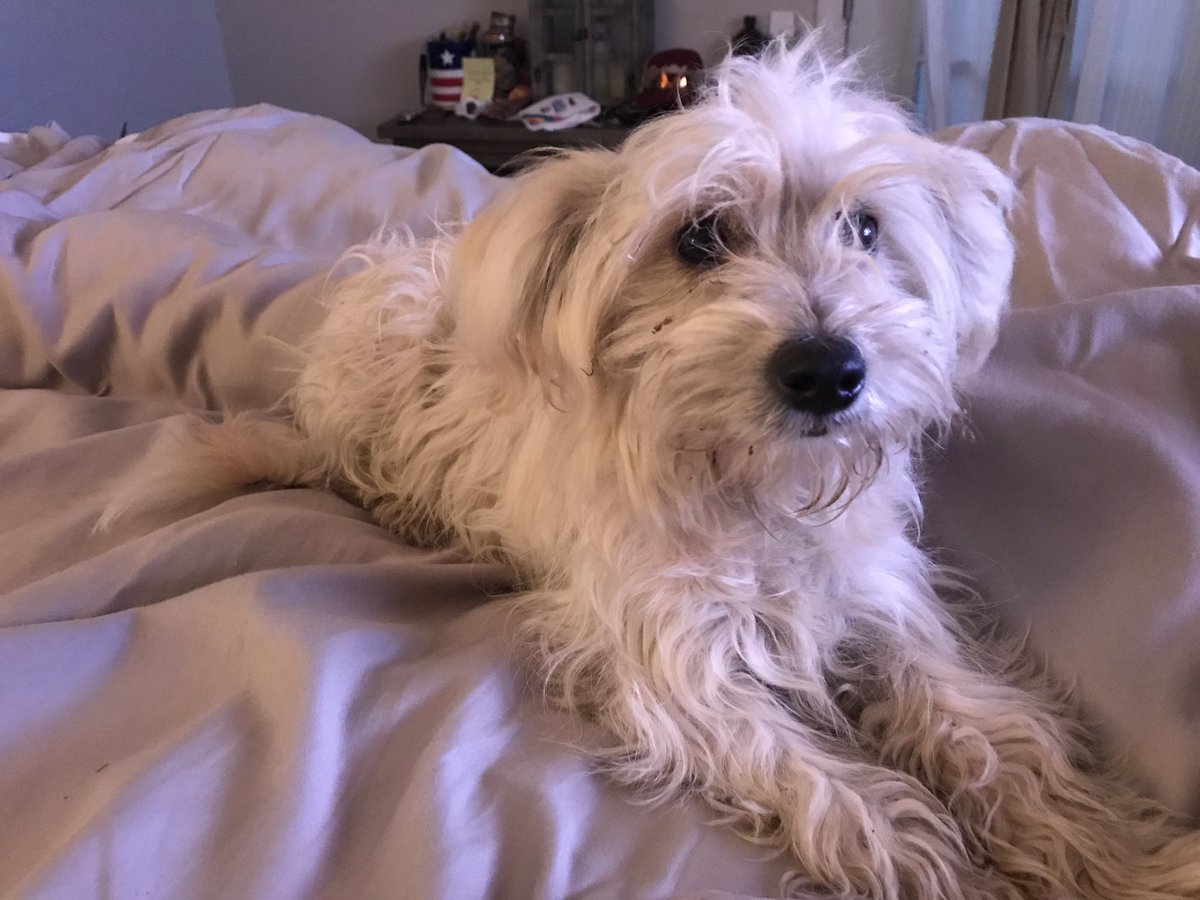 xrayiz's tweet photo. Found this little one under a car at la coliseum after an @RamsNFL game. No chip, couldn’t find anyone looking for lost pup, so she kept us! A girl named Dave 🤣 #NationalRescueDogDay @KTLAMorningNews @henrydicarlo #tailsthatteach @TailsThat https://t.co/3vFKgs994E