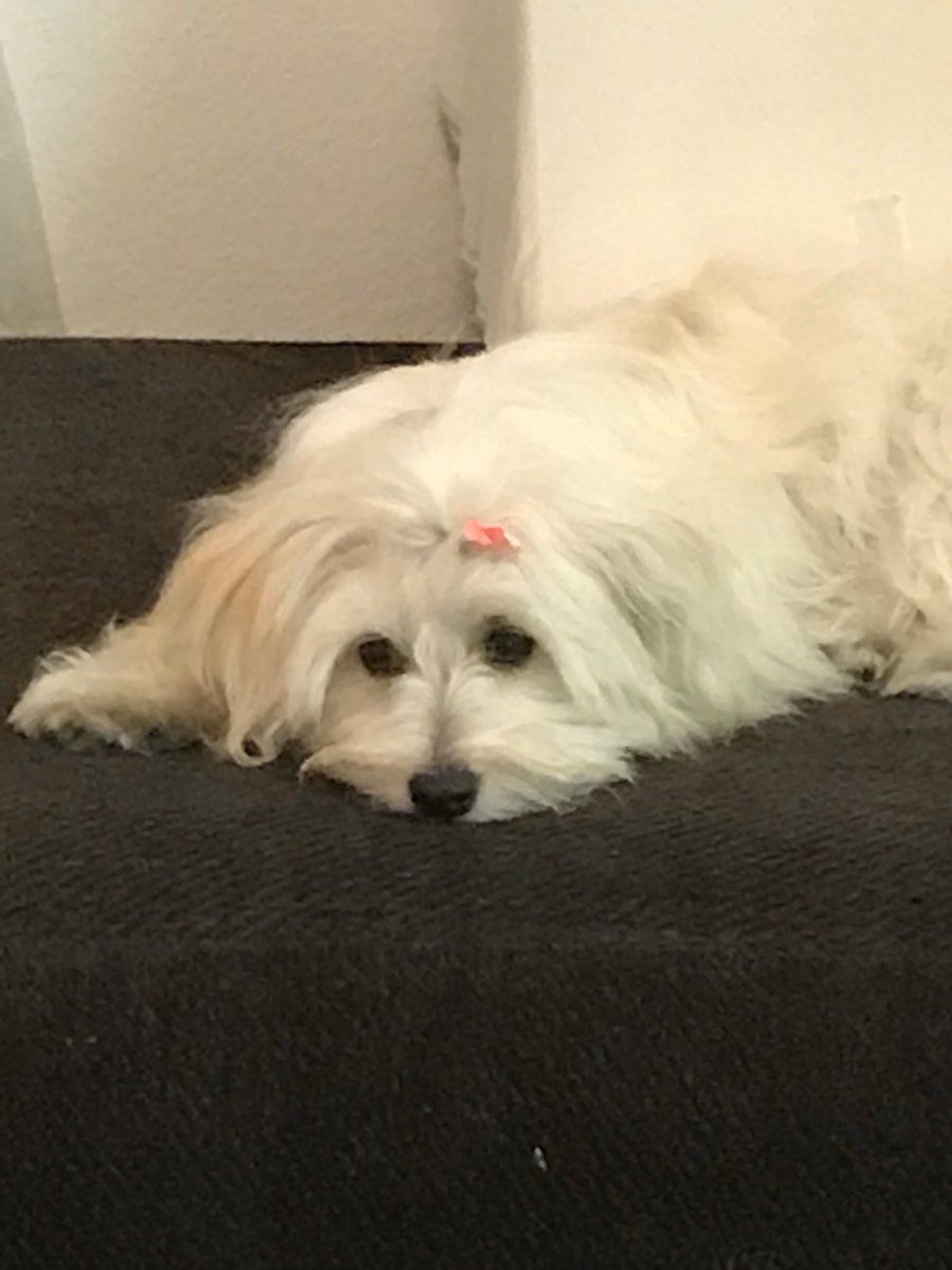 xrayiz's tweet photo. Found this little one under a car at la coliseum after an @RamsNFL game. No chip, couldn’t find anyone looking for lost pup, so she kept us! A girl named Dave 🤣 #NationalRescueDogDay @KTLAMorningNews @henrydicarlo #tailsthatteach @TailsThat https://t.co/3vFKgs994E